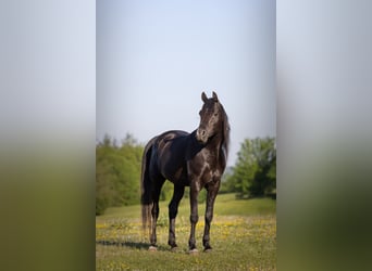 Volbloed Arabier, Hengst, 13 Jaar, 158 cm, Zwart