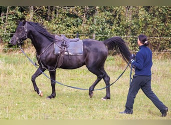 Volbloed Arabier, Hengst, 13 Jaar, 158 cm, Zwart