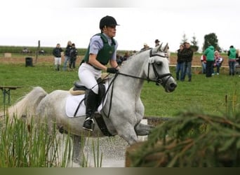 Volbloed Arabier, Hengst, 18 Jaar, 156 cm, Schimmel