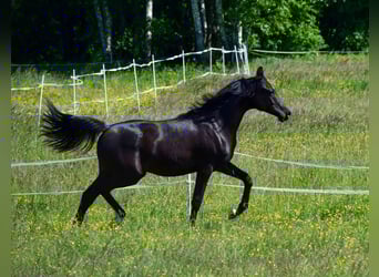 Volbloed Arabier, Hengst, 1 Jaar, 146 cm, Zwart