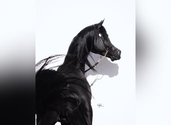 Volbloed Arabier, Hengst, 1 Jaar, 146 cm, Zwart