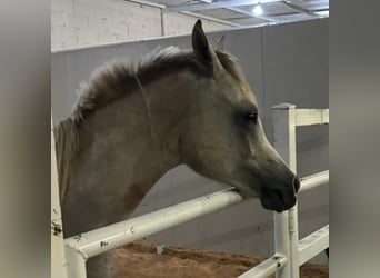 Volbloed Arabier Mix, Hengst, 1 Jaar, 150 cm, kan schimmel zijn