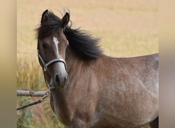 Volbloed Arabier, Hengst, 1 Jaar, 150 cm, Schimmel