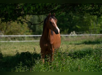 Volbloed Arabier, Hengst, 1 Jaar, 152 cm, Brauner