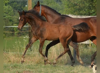Volbloed Arabier, Hengst, 1 Jaar, 153 cm, Bruin