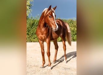 Volbloed Arabier, Hengst, 1 Jaar, 153 cm, Vos