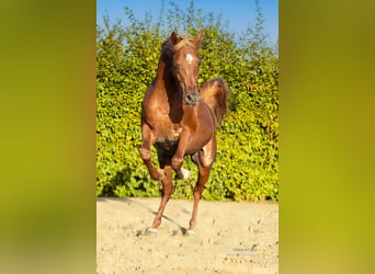 Volbloed Arabier, Hengst, 1 Jaar, 153 cm, Vos