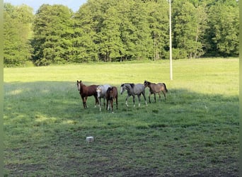 Volbloed Arabier, Hengst, 1 Jaar, 154 cm, Bruin