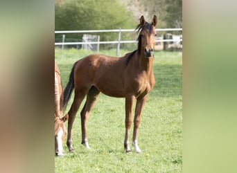 Volbloed Arabier, Hengst, 1 Jaar, 154 cm, Bruin