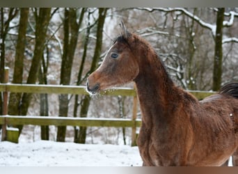 Volbloed Arabier, Hengst, 1 Jaar, 154 cm, Schimmel