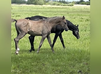 Volbloed Arabier, Hengst, 1 Jaar, 155 cm, Brown Falb schimmel