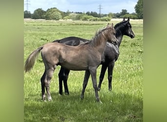 Volbloed Arabier, Hengst, 1 Jaar, 155 cm, Brown Falb schimmel
