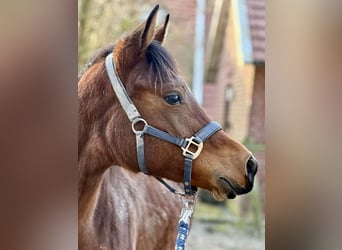 Volbloed Arabier, Hengst, 1 Jaar, 155 cm, Bruin