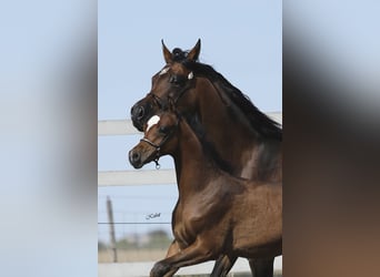 Volbloed Arabier, Hengst, 1 Jaar, 155 cm, Bruin