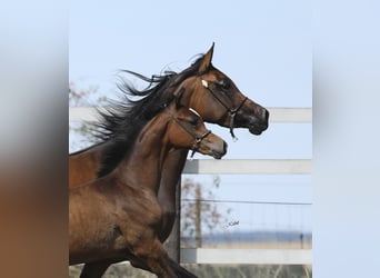 Volbloed Arabier, Hengst, 1 Jaar, 155 cm, Bruin