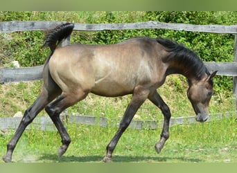 Volbloed Arabier, Hengst, 1 Jaar, 155 cm, Schimmel