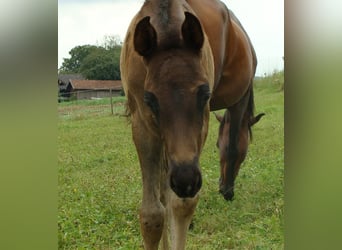 Volbloed Arabier, Hengst, 1 Jaar, 155 cm, Zwart