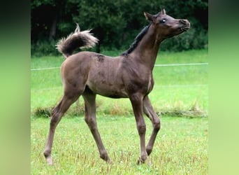 Volbloed Arabier, Hengst, 1 Jaar, 155 cm, Zwart