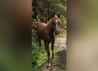 Volbloed Arabier, Hengst, 1 Jaar, 156 cm, Roodvos