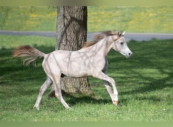Volbloed Arabier, Hengst, 1 Jaar, 156 cm, Schimmel