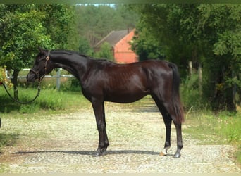 Volbloed Arabier, Hengst, 1 Jaar, 158 cm, Zwart