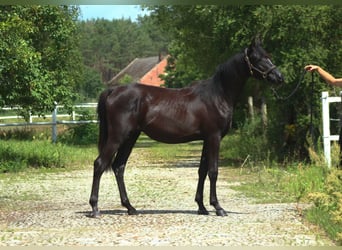 Volbloed Arabier, Hengst, 1 Jaar, 158 cm, Zwart