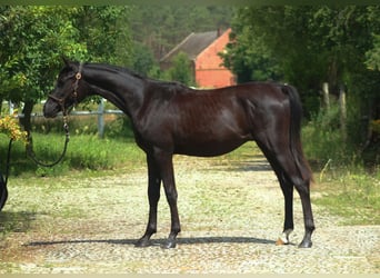 Volbloed Arabier, Hengst, 1 Jaar, 158 cm, Zwart