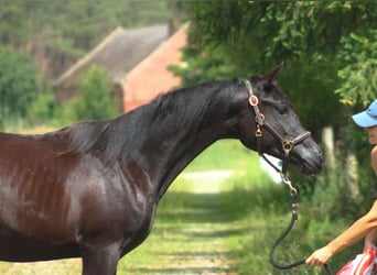 Volbloed Arabier, Hengst, 1 Jaar, 158 cm, Zwart