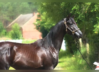 Volbloed Arabier, Hengst, 1 Jaar, 158 cm, Zwart