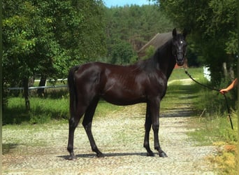 Volbloed Arabier, Hengst, 1 Jaar, 158 cm, Zwart