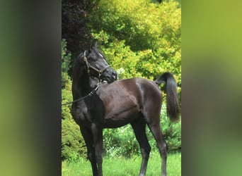 Volbloed Arabier, Hengst, 1 Jaar, 158 cm, Zwart