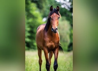 Volbloed Arabier, Hengst, 1 Jaar, Brauner