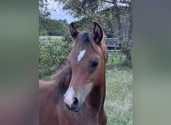 Volbloed Arabier, Hengst, 1 Jaar, Bruin