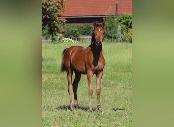 Volbloed Arabier, Hengst, 1 Jaar, Bruin
