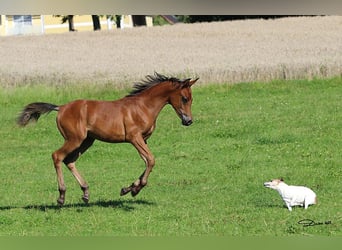 Volbloed Arabier, Hengst, 1 Jaar, Bruin