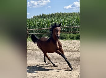 Volbloed Arabier, Hengst, 1 Jaar, Donkerbruin