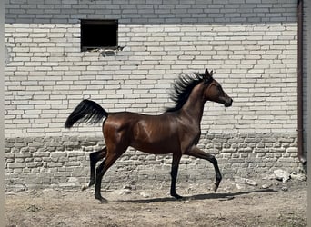 Volbloed Arabier, Hengst, 1 Jaar, Donkerbruin