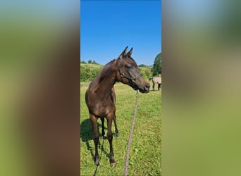 Volbloed Arabier, Hengst, 1 Jaar, Donkerbruin