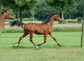 Volbloed Arabier, Hengst, 1 Jaar, Lichtbruin