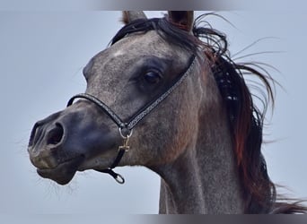 Volbloed Arabier, Hengst, 1 Jaar, Schimmel