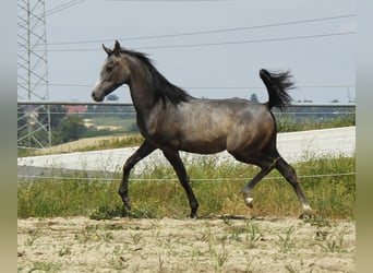 Volbloed Arabier, Hengst, 1 Jaar, Schimmel