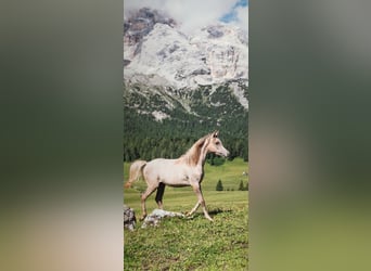 Volbloed Arabier, Hengst, 1 Jaar, Schimmel