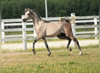 Volbloed Arabier, Hengst, 1 Jaar, Schimmel