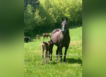 Volbloed Arabier, Hengst, 1 Jaar, Zwart