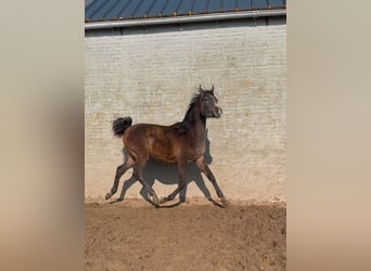 Volbloed Arabier, Hengst, 1 Jaar, Zwartschimmel