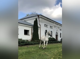 Volbloed Arabier, Hengst, 22 Jaar, Schimmel