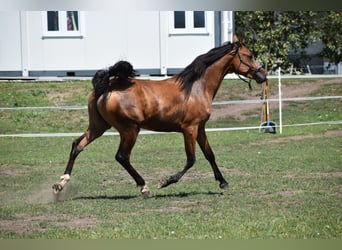 Volbloed Arabier, Hengst, 2 Jaar, 149 cm, Roodbruin