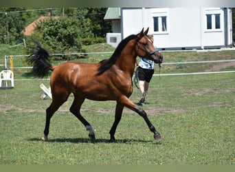 Volbloed Arabier, Hengst, 2 Jaar, 149 cm, Roodbruin
