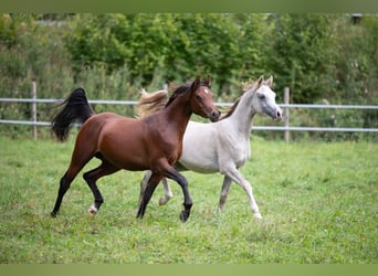 Volbloed Arabier, Hengst, 2 Jaar, 150 cm, Bruin