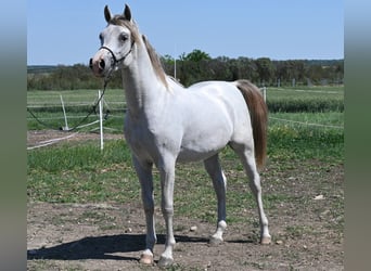 Volbloed Arabier, Hengst, 2 Jaar, 150 cm, Schimmel
